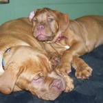 Dogue de Bordeaux, French Mastiff Puppies