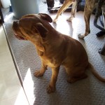 Cinder Dogue de Bordeaux (French Mastiff)
