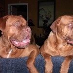 Deezel (Mom) and Gunner (Dad) Dogue de Bordeaux (French Mastiff)