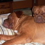 Deezel (Mom) and Gunner (Dad) Dogue de Bordeaux (French Mastiff)