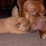 Deezel (Mom) with Cinder Dogue de Bordeaux (French Mastiff)