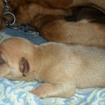Dogue de Bordeaux (French Mastiff) Puppies