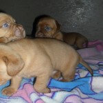 Dogue de Bordeaux (French Mastiff) Puppies
