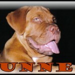 Gunner (Dad) Dogue de Bordeaux (French Mastiff)