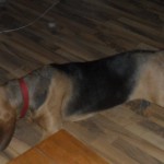 Daisy (Bloodhound)