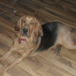 Daisy (Bloodhound)