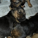 Bloodhound Puppies