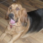 Bloodhound (Daisy) and previous litters